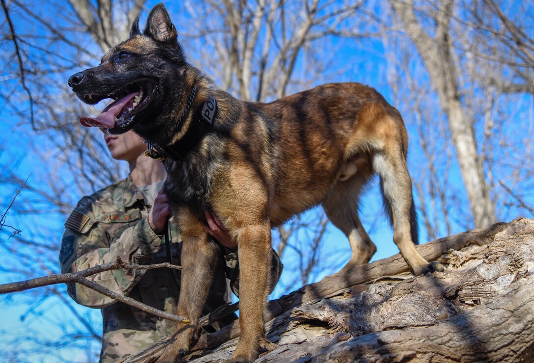 MWD Sani from the 22nd Security Forces Squadron searches for the enemy during pursuit and attack training Dec. 10, 2018, at McConnell Air Force Base, Kansas. During this training, an “enemy” will hide in the woods while the MWD searches for them and attacks their bite suit when found. (U.S. Air Force photo by Airman 1st Class Michaela R. Slanchik)