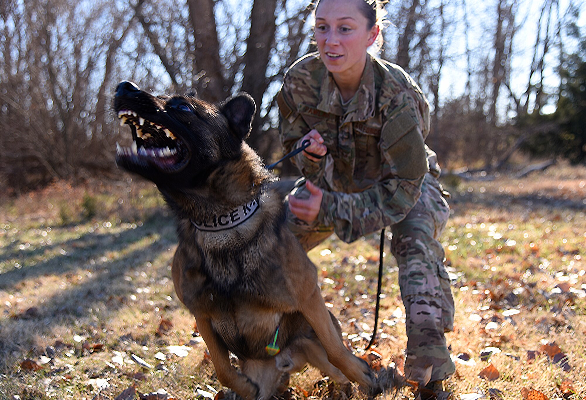 Senior Airman Sarah Pawlak, 22nd Security Forces Squadron military working dog handler, holds MWD Sani back during controlled aggression training Dec. 10, 2018, at McConnell Air Force Base, Kansas. MWD Sani is a two-year-old Belgian Malinois new to McConnell’s team. He is in the initial stages of detection patrol dog training. (U.S. Air Force photo by Airman 1st Class Michaela R. Slanchik)