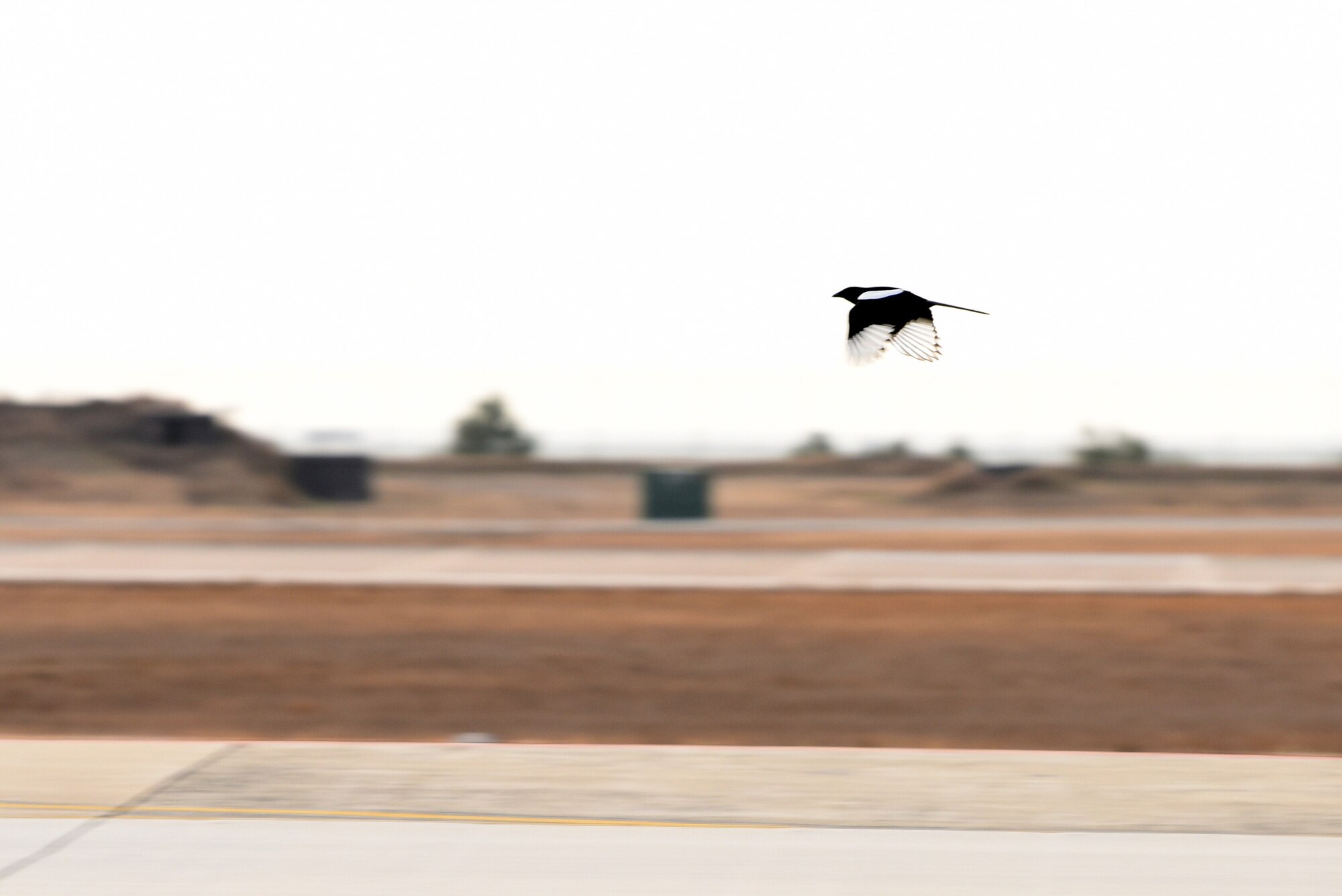 A magpie flies near the flight line at Kunsan Air Base, Republic of Korea, Dec. 17, 2018. Magpies, geese and doves are among the most common types of birds that the Bird and Wildlife Aircraft Strike Hazard group clear from the runway to allow for safe takeoffs. (U.S. Air Force photo by Staff Sgt. Joshua Edwards)
