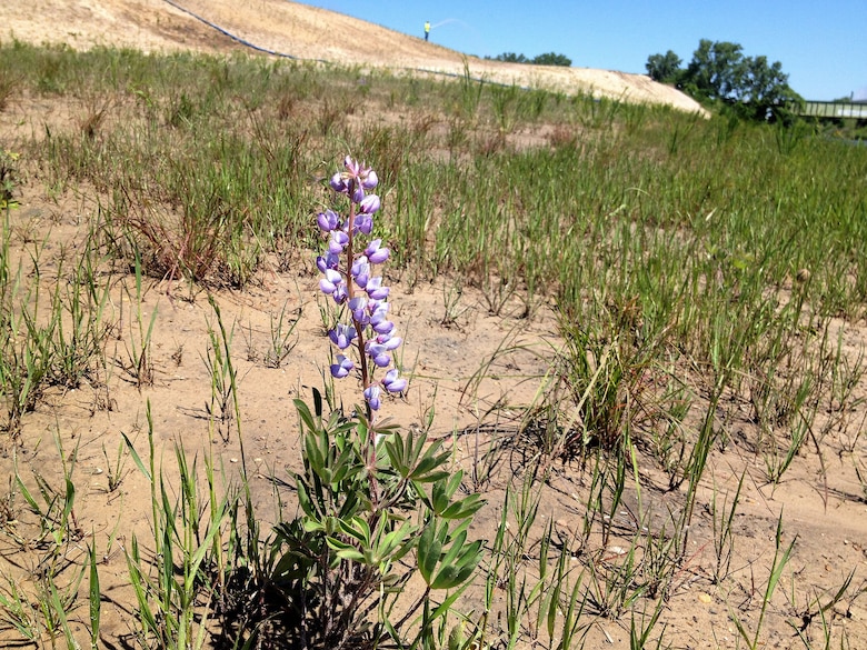 This project involves restoring approximately 68 acres of habitat including coastal dunes, oak savanna, oak woodland, and naturalizing streambank. The Portage Park study area is part of the Lake Michigan coastline, located in Porter County in northwestern Indiana.  
The Portage Park feasibility study was approved in August 2012, and the project partnership agreement was signed in May 2013. A five-year construction contract was awarded in September 2014, with a spring 2015 construction start.