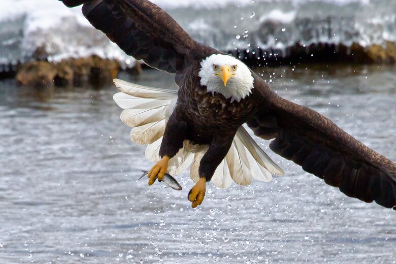 A bald eagle captures a fish in its talons.