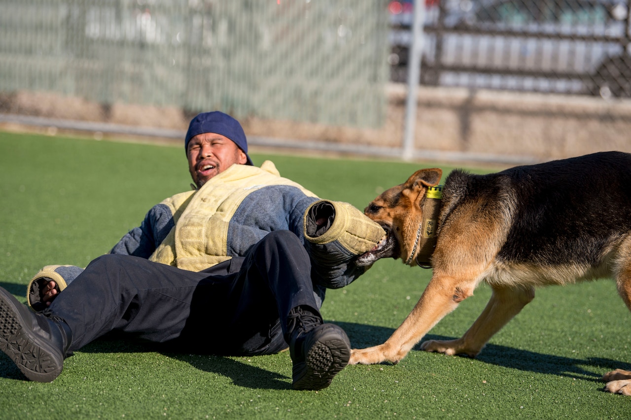 A dog takes down an aggressor.