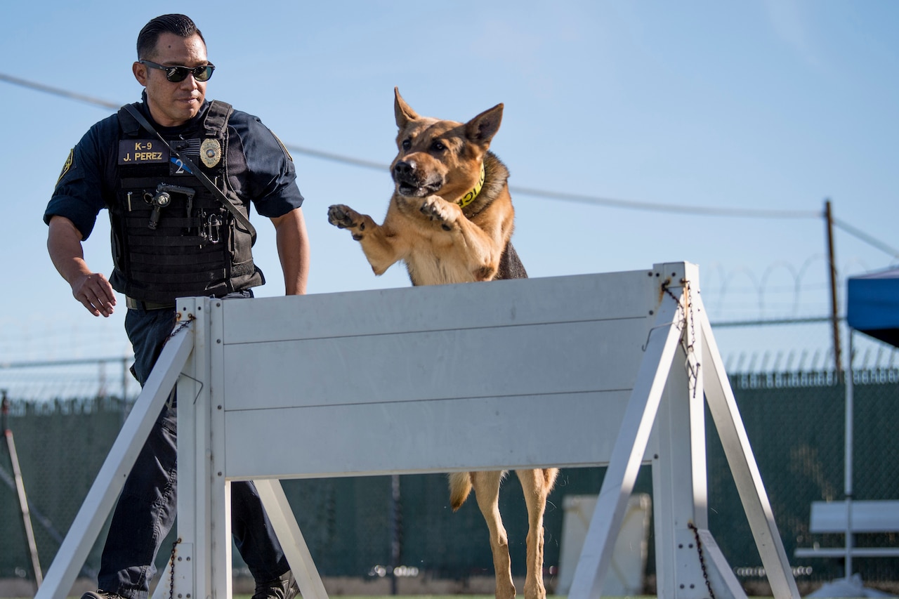 Dog handler leads dog through obstacle course