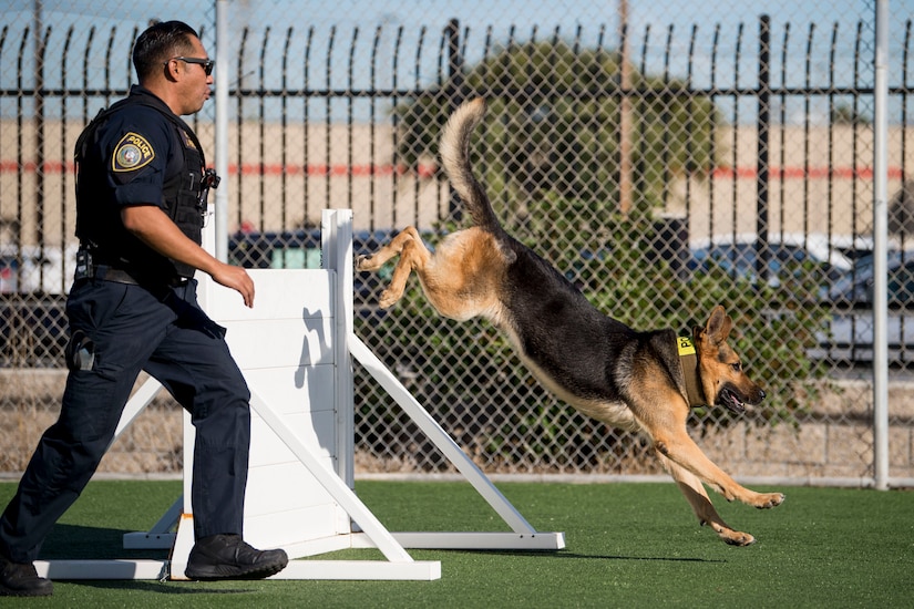 Dog handler leads dog through obstacle course.