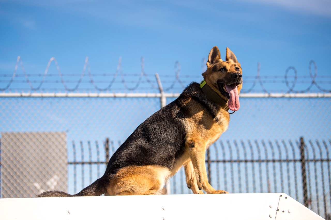 Dog sits on barricade