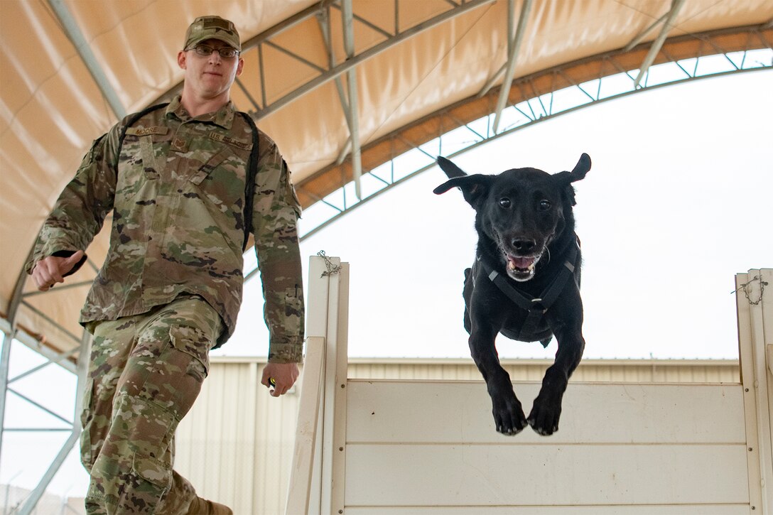 A Military Working Dog jumps in the air while completing a training course.