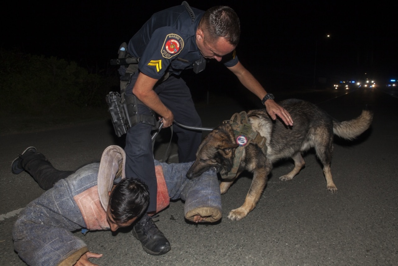 Police officer handles a working dog during training.