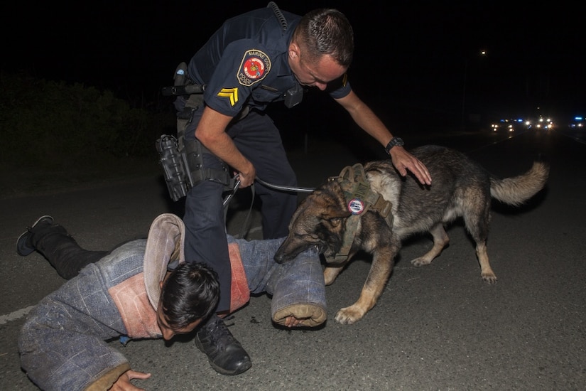 Police officer handles a working dog during training.