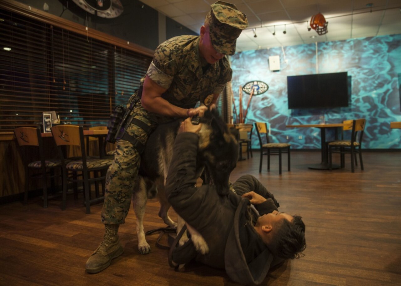Marine dog handler and working dog subdue a simulated suspect during training.