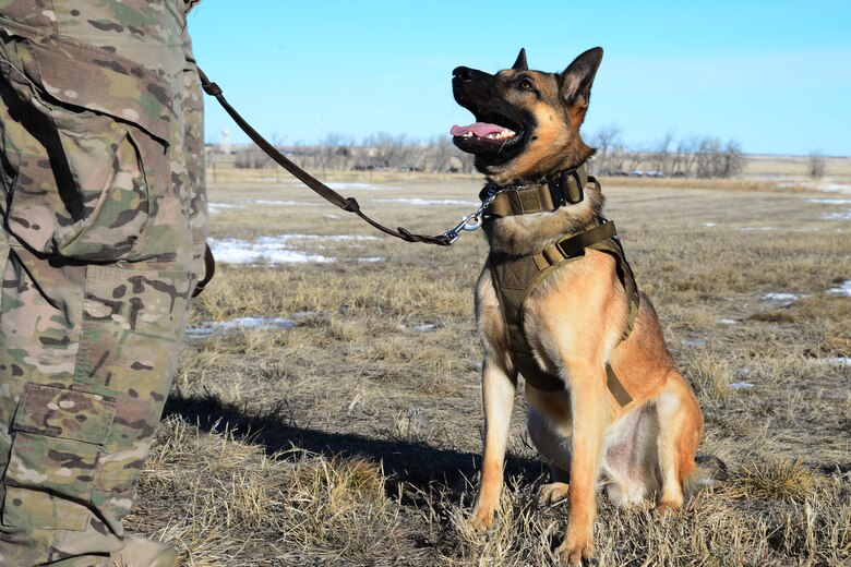 Kay, 341st Security Forces Squadron military working dog, waits in a sit position on the end of his leash Jan. 23, 2018, at Malmstrom Air Force Base, Mont.