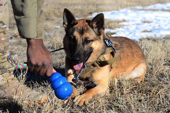 Kay, 341st Security Forces Squadron military working dog, is guided into a down position on the end of his leash with a dog toy Jan. 23, 2018, at Malmstrom Air Force Base, Mont.
