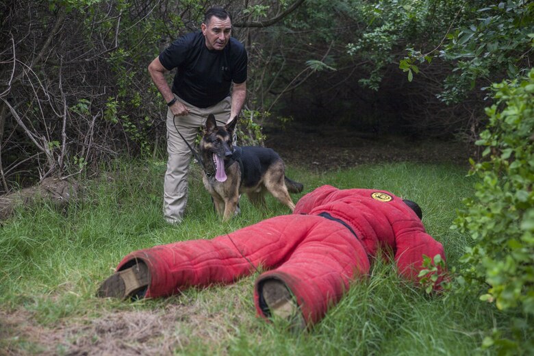 Officer Craig Thebert, a military working dog handler with the Provost Marshall’s Office, detains a simulated victim during a training exercise at Fort Hase Beach, Marine Corps Base Hawaii (MCBH), Jan. 23, 2017. The K-9 unit continuously works to improve mission readiness with realistic training exercises that encompass tracking, escorting, searches and detaining. Military police officers and their working dogs help preserve the peace while also projecting their presence as a deterrent from crime aboard MCBH. (U.S. Marine Corps photo by Cpl. Jesus Sepulveda Torres)
