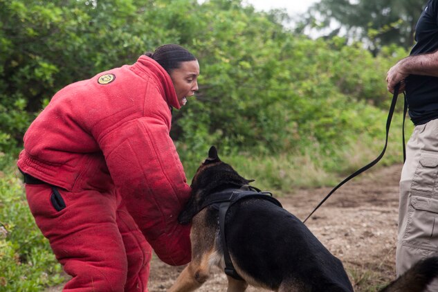 Rex, a military working dog detains Lance Cpl. Sahara Delaughter, a military working dog handler with the Provost Marshall’s Office during a training exercise at Fort Hase Beach, Marine Corps Base Hawaii (MCBH), Jan. 23, 2017. The K-9 unit continuously works to improve mission readiness with realistic training exercises that encompass tracking, escorting, searches and detaining. Military police officers and their working dogs help preserve the peace while also projecting their presence as a deterrent from crime aboard MCBH. (U.S. Marine Corps photo by Cpl. Jesus Sepulveda Torres)