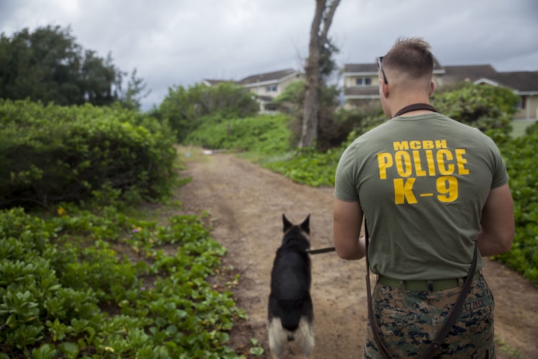 Cpl. Stevie Ezzell, a military working dog handler with the K-9 Unit, Provost Marshall’s Office, scouts the area for a simulated victim with his dog, Pedro, during a training exercise at Fort Hase Beach, Marine Corps Base Hawaii (MCBH), Jan. 23, 2017. The K-9 unit continuously works to improve mission readiness with realistic training exercises that encompass tracking, escorting, searches and detaining. Military police officers and their working dogs help preserve the peace while also projecting their presence as a deterrent from crime aboard MCBH. (U.S. Marine Corps photo by Cpl. Jesus Sepulveda Torres)