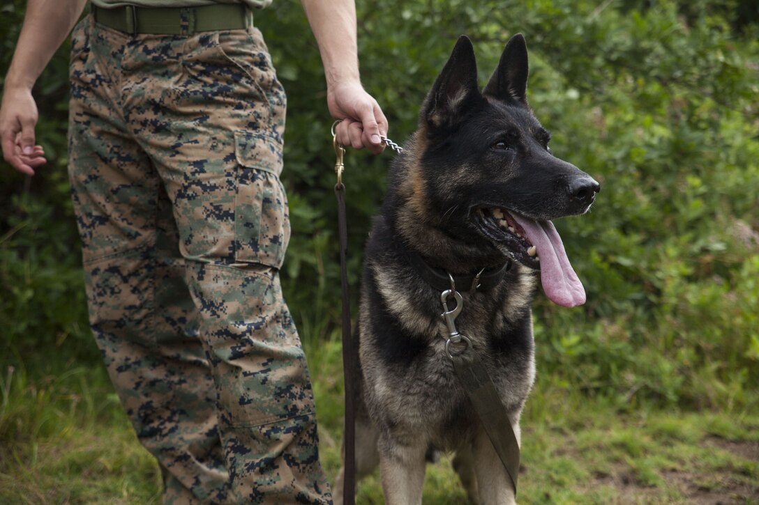 Pedro, a military working dog with the Provost Marshall’s Office, waits to begin a scouting exercise with his handler during an exercise at Fort Hase Beach, Marine Corps Base Hawaii (MCBH), Jan. 23, 2017. The K-9 unit continuously works to improve mission readiness with realistic training exercises that encompass tracking, escorting, searches and detaining. Military police officers and their working dogs help preserve the peace while also projecting their presence as a deterrent from crime aboard MCBH. (U.S. Marine Corps photo by Cpl. Jesus Sepulveda Torres)