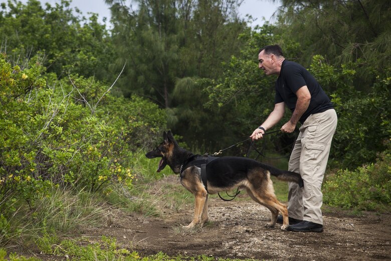 Officer Craig Thebert, a military working dog handler with the K-9 Unit, Provost Marshall’s Office, prepares to release his dog, Rex, on a simulated victim during a training exercise at Fort Hase Beach, Marine Corps Base Hawaii (MCBH), Jan. 23, 2017. The K-9 unit continuously works to improve mission readiness with realistic training exercises that encompass tracking, escorting, searches and detaining. Military police officers and their working dogs help preserve the peace while also projecting their presence as a deterrent from crime aboard MCBH. (U.S. Marine Corps photo by Cpl. Jesus Sepulveda Torres)