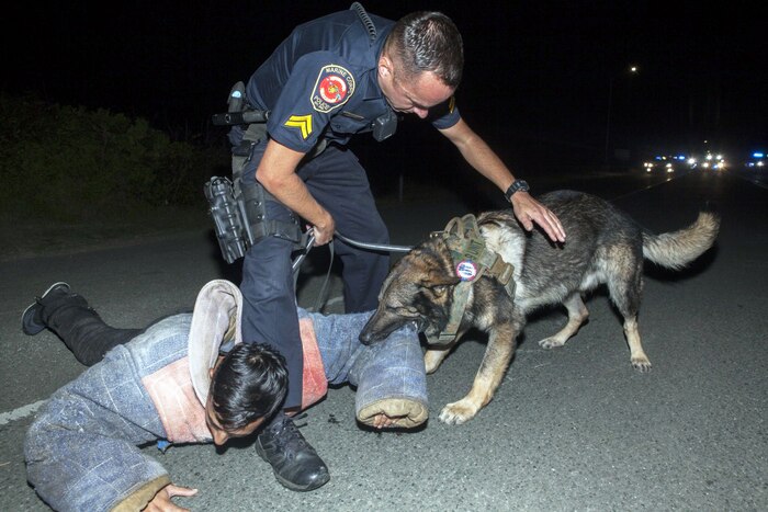 An officer holds a working dog's leash as the dog bites a simulated victim's arm.