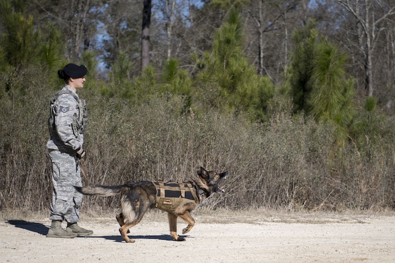 Staff Sgt. Renee Mansour, 23d Security Forces Squadron Military Working Dog (MWD) handler, and MWD Blitz, prepare to conduct scent-scout training, Jan. 31, 2018, at Moody Air Force Base, Ga. Moody’s MWDs are capable of conducting scent, sight or sound-scouting to find missing people or suspected criminals. In addition to these skills, the K-9s are used for patrols, drug detection and explosive detection. (U.S. Air Force photo by Senior Airman Daniel Snider)