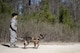 Staff Sgt. Renee Mansour, 23d Security Forces Squadron Military Working Dog (MWD) handler, and MWD Blitz, prepare to conduct scent-scout training, Jan. 31, 2018, at Moody Air Force Base, Ga. Moody’s MWDs are capable of conducting scent, sight or sound-scouting to find missing people or suspected criminals. In addition to these skills, the K-9s are used for patrols, drug detection and explosive detection. (U.S. Air Force photo by Senior Airman Daniel Snider)