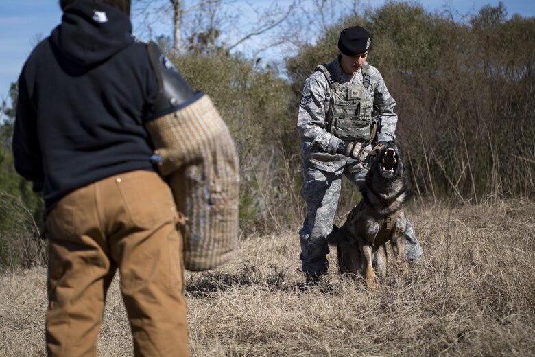Staff Sgt. Renee Mansour, 23d Security Forces Squadron Military Working Dog (MWD) handler, prepares to release MWD Blitz on a suspected criminal during scent-scout training, Jan. 31, 2018, at Moody Air Force Base, Ga. Moody’s MWDs are capable of conducting scent, sight or sound-scouting to find missing people or suspected criminals. In addition to these skills, the K-9s are used for patrols, drug detection and explosive detection. (U.S. Air Force photo by Senior Airman Daniel Snider)