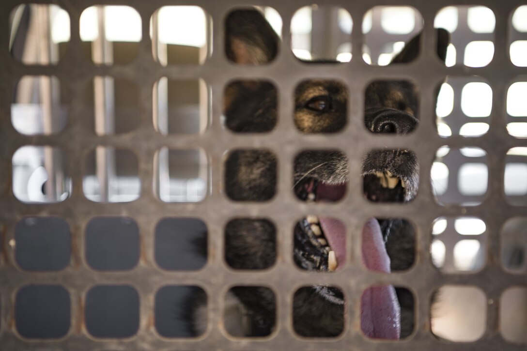 Military Working Dog (MWD) Blitz rests in the back of a squad car after conducting scent-scout training, Jan. 31, 2018, at Moody Air Force Base, Ga. Moody’s MWDs are capable of conducting scent, sight or sound-scouting to find missing people or suspected criminals. In addition to these skills, the K-9s are used for patrols, drug detection and explosive detection. (U.S. Air Force photo by Senior Airman Daniel Snider)