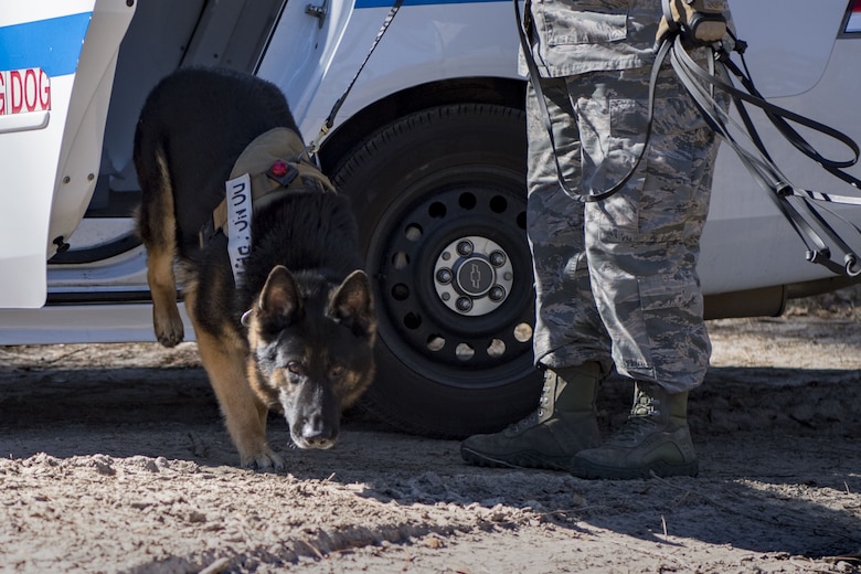 Senior Airman Ashlee Pollard, 23d Security Forces Squadron military working dog (MWD) handler, escorts MWD Falo out of a squad car, Jan. 31, 2018, at Moody Air Force Base, Ga. Moody’s MWDs are capable of conducting scent, sight or sound-scouting to find missing people or suspected criminals. In addition to these skills, the K-9s are used for patrols, drug detection and explosive detection. (U.S. Air Force photo by Senior Airman Daniel Snider)