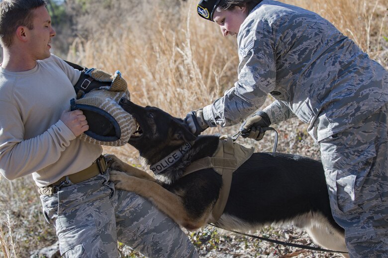 Military Working Dog (MWD) Falo bites Staff Sgt. Tyler Sexton, 23d Security Forces Squadron MWD trainer, during scent-scout training, Jan. 31, 2018, at Moody Air Force Base, Ga. Moody’s MWDs are capable of conducting scent, sight or sound-scouting to find missing people or suspected criminals. In addition to these skills, the K-9s are used for patrols, drug detection and explosive detection. (U.S. Air Force photo by Senior Airman Daniel Snider)