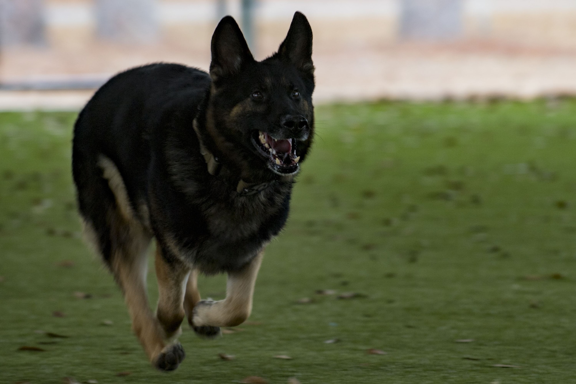 Military Working Dog (MWD) Falo sprints for an MWD capabilities demonstration during a Tour of Champions, Feb. 2, 2018, at Moody Air Force Base, Ga. The Tour of Champions recognizes 23d Wing annual award nominees and an opportunity to gain a better perspective of the 23d Wing’s mission. (U.S. Air Force photo by Senior Airman Daniel Snider)