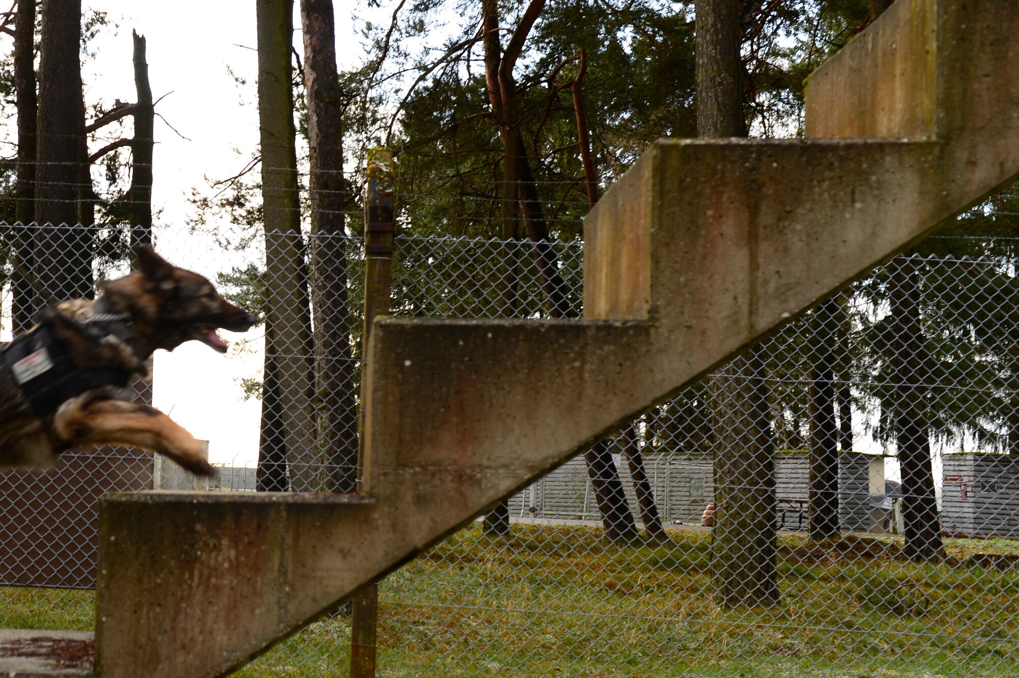 The obstacle course is one of many challenges that are used to display what the MWD is capable of when trained properly.