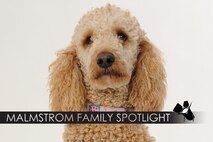 Ruby, a certified medical service dog assigned to Tech. Sgt. Christopher D'Angelo, 490th Missile Squadron, smiles in a studio shot Feb. 1, 2018 at Malmstrom Air Force Base, Mont. Ruby is featured for the Malmstrom family spotlight, which tells a brief story of the family members who are part of the Malmstrom community.