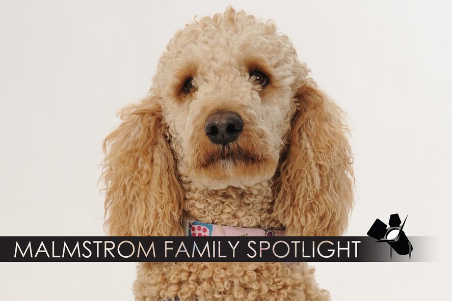 Ruby, a certified medical service dog assigned to Tech. Sgt. Christopher D'Angelo, 490th Missile Squadron, smiles in a studio shot Feb. 1, 2018 at Malmstrom Air Force Base, Mont. Ruby is featured for the Malmstrom family spotlight, which tells a brief story of the family members who are part of the Malmstrom community.