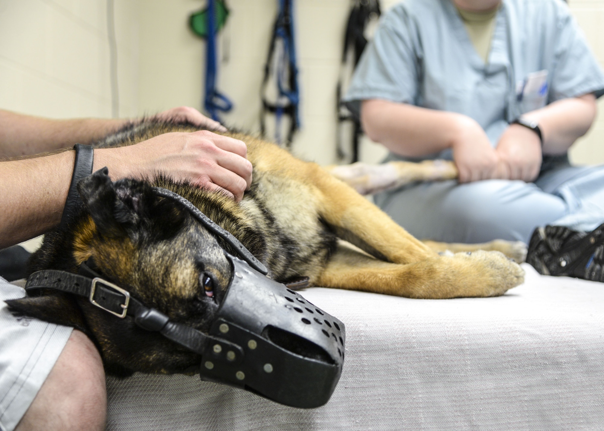 Military Working Dog SStash gets his injured leg examined prior to having his new outfitted leg brace put on at LTC Daniel E. Holland Memorial Military Working Dog Hospital at Joint Base San Antonio-Lackland, Texas, April 2, 2015. SStash became injured and inactivity led to severe muscle loss in his leg; the original leg brace could no longer fit properly.