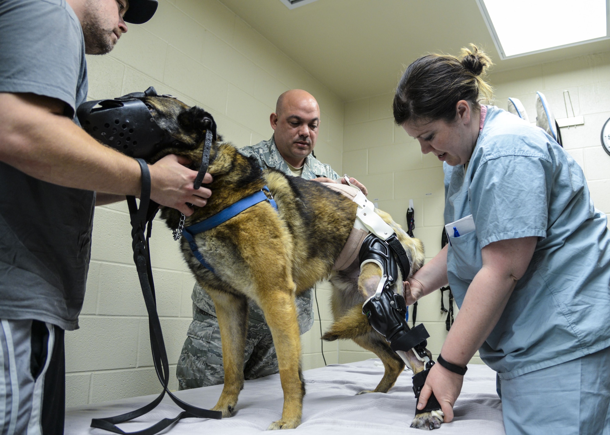 Military Working Dog SStash stands for the first time on his new outfitted leg brace at LTC Daniel E. Holland Memorial Military Working Dog Hospital at Joint Base San Antonio-Lackland, Texas, April 2, 2015. Previously, SStash has been unable to put weight on his injured leg, so the leg brace will help speed his recovery.