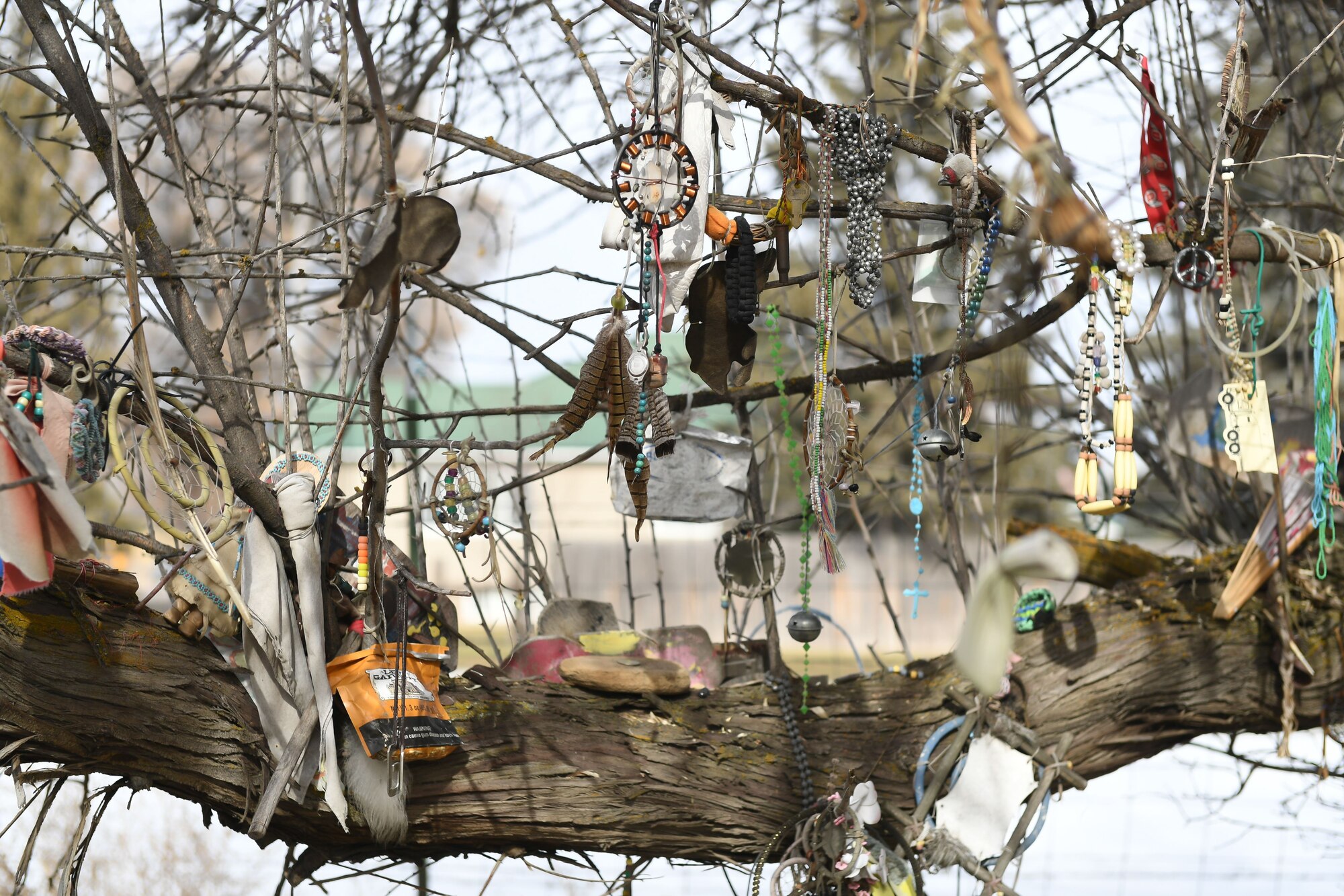 Offerings placed on a tree on the site of the Bear River Massacre near Preston, Idaho. (U.S. Air Force photo by Cynthia Griggs)