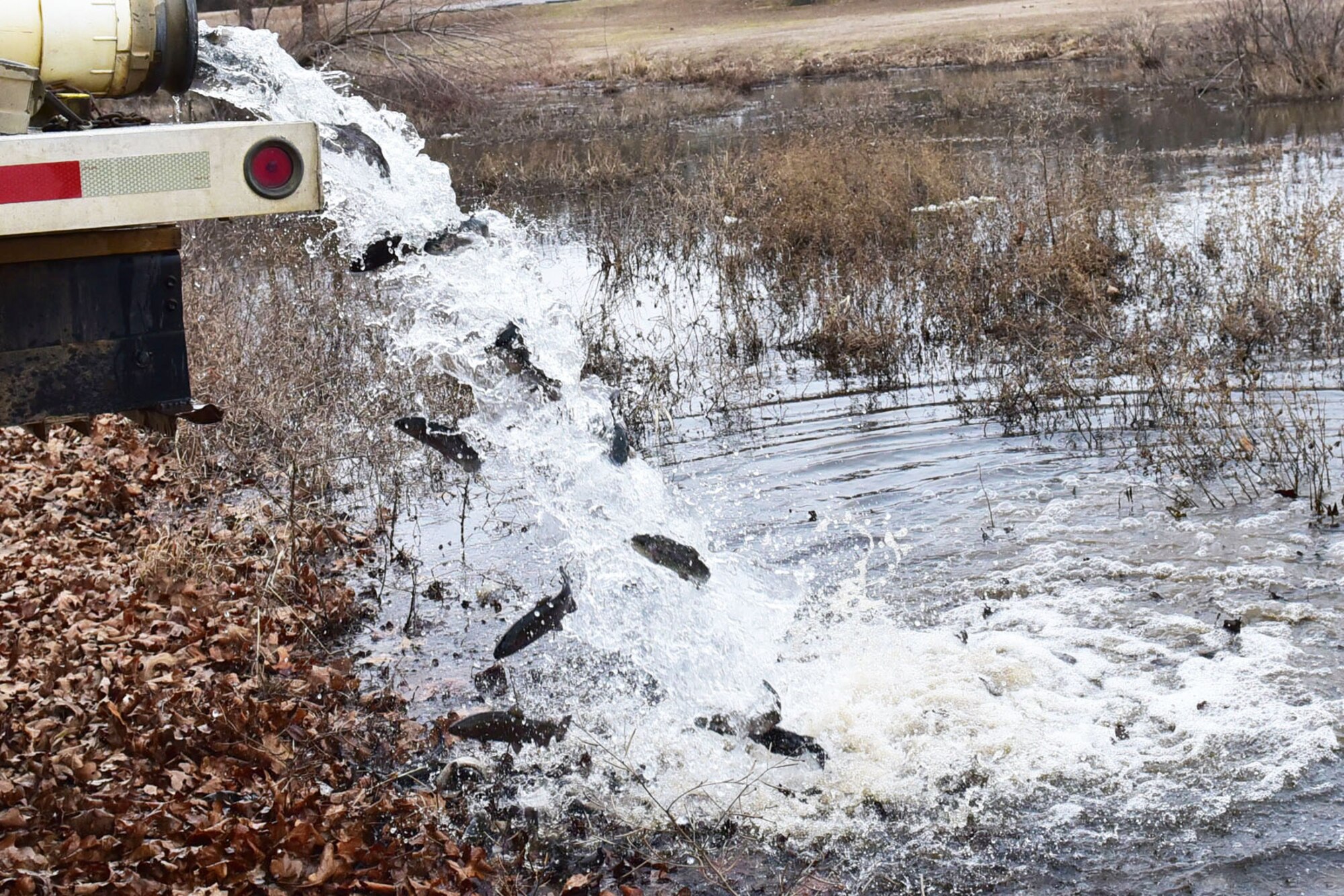 More than 500 catchable-sized trout are stocked into a small lake at Little Rock Air Force base, Ark., Feb. 6, 2018. The trout, which are not native to Arkansas, came from the Jim Collins Net Pen Facility located on Lake Ouachita.