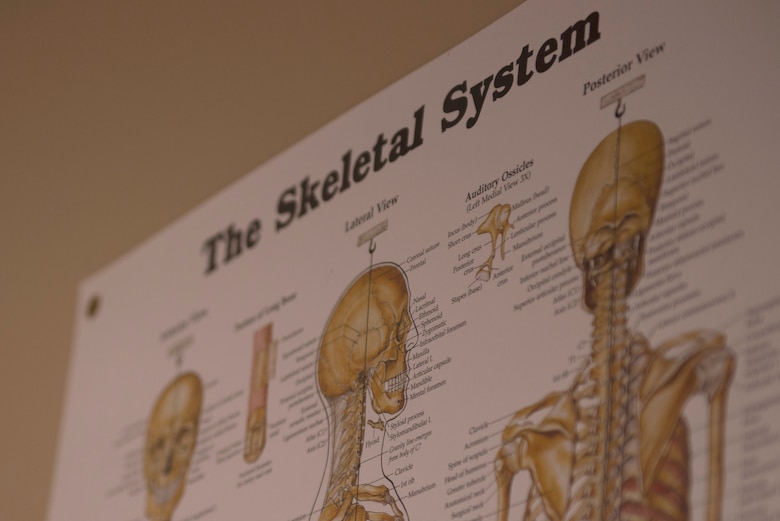 A poster detailing the human skeletal system adorns a wall in the 56th Medical Group physical therapy clinic at Luke Air Force Base, Feb. 6, 2018. Staff Sgt. Geoffrey Rigby, 56th Medical Operations Squadron physical therapy technician, helped to save a life Jan. 16 by stabilizing the head and neck of a car crash victim. (U.S. Air Force photo/Senior Airman Ridge Shan)