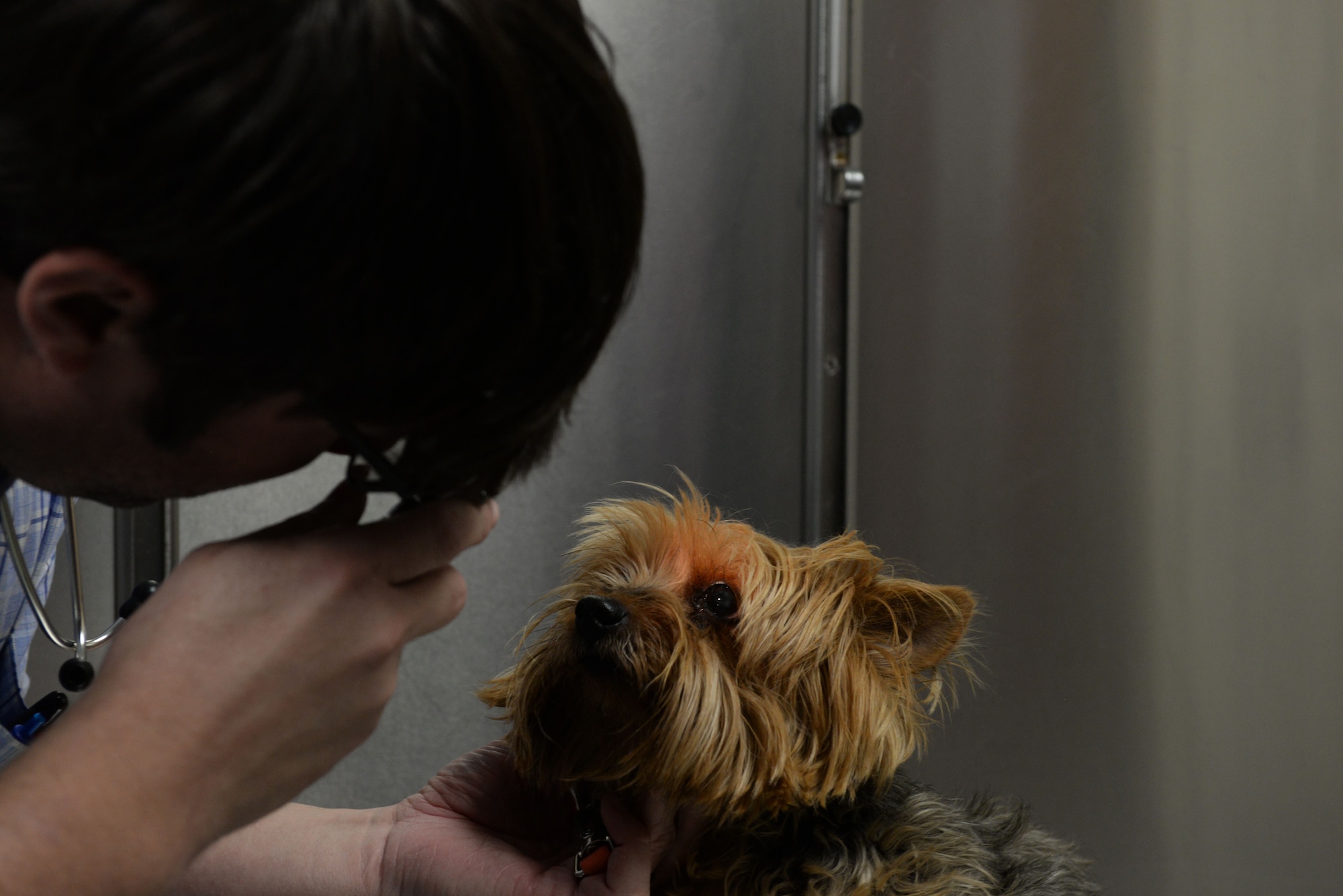 Dr. Leland Raymond, 20th Medical Group veterinarian, gives “Stormie” her checkup in the vet clinic at Shaw Air Force Base, S.C., Feb. 6, 2018.