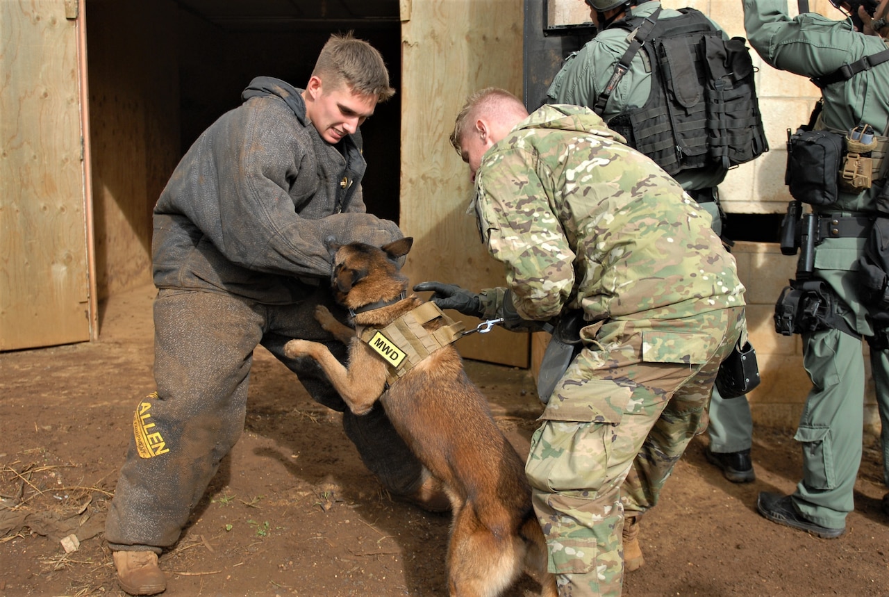 The Army’s 520th Military Working Dog Detachment and Honolulu Police Department’s K-9 Unit conducted joint training at Schofield Barracks, Hawaii, Feb. 8, 2018. The training emphasized best practices when using a MWD while entering and clearing a building. The K-9’s and their handlers were also tested on their abilities to find explosives and drug paraphernalia. Army photo by Sgt. 1st Class Wynn A. Hoke