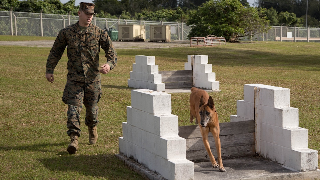 Lance Cpl. Matthew Yaw and Military Working Dog Bbulter run the obedience course Feb. 13 at the Marine Corps Installations Pacific K-9 kennels on Kadena Air Base, Okinawa, Japan. The obedience course reinforces instant, willing obedience. K-9 units are a visual and psychological deterrent which helps keep military installations narcotics and explosive free. Yaw is a military police officer and a dog handler with Headquarters and Support Battalion, MCIPAC- Marine Corps Base Camp Butler, Japan. Bbutler’s unique name came from Lackland Air Force Base’s signature doubling of the first letter of the MWD’s name.