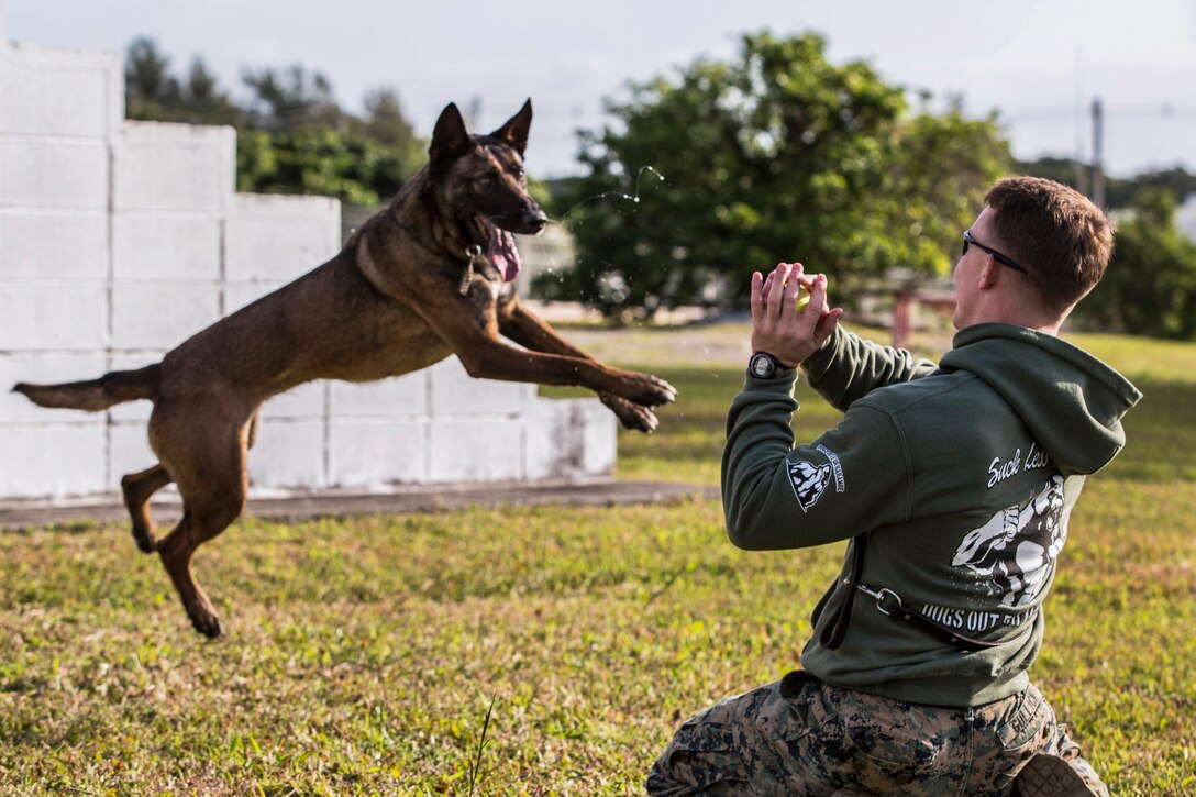 A dog leaps toward a dog handler who is holding a ball outside.