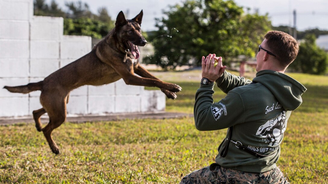 A dog leaps toward a dog handler who is holding a ball outside.