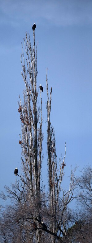 Bald eagles perch on trees below The Dalles Dam as they hunt for fish.