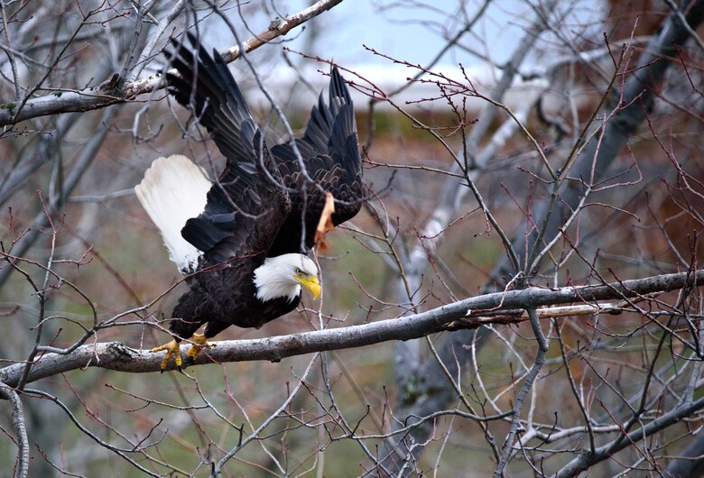 An adult bald eagle takes flight.