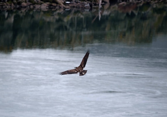 A juvenile bald eagle soars over the Columbia River in search of food.