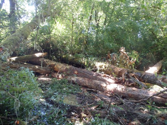 Timber donated from Portland District, U.S. Army Corps of Engineers, property used for South Santiam Watershed Council's Scott Creek restoration project.