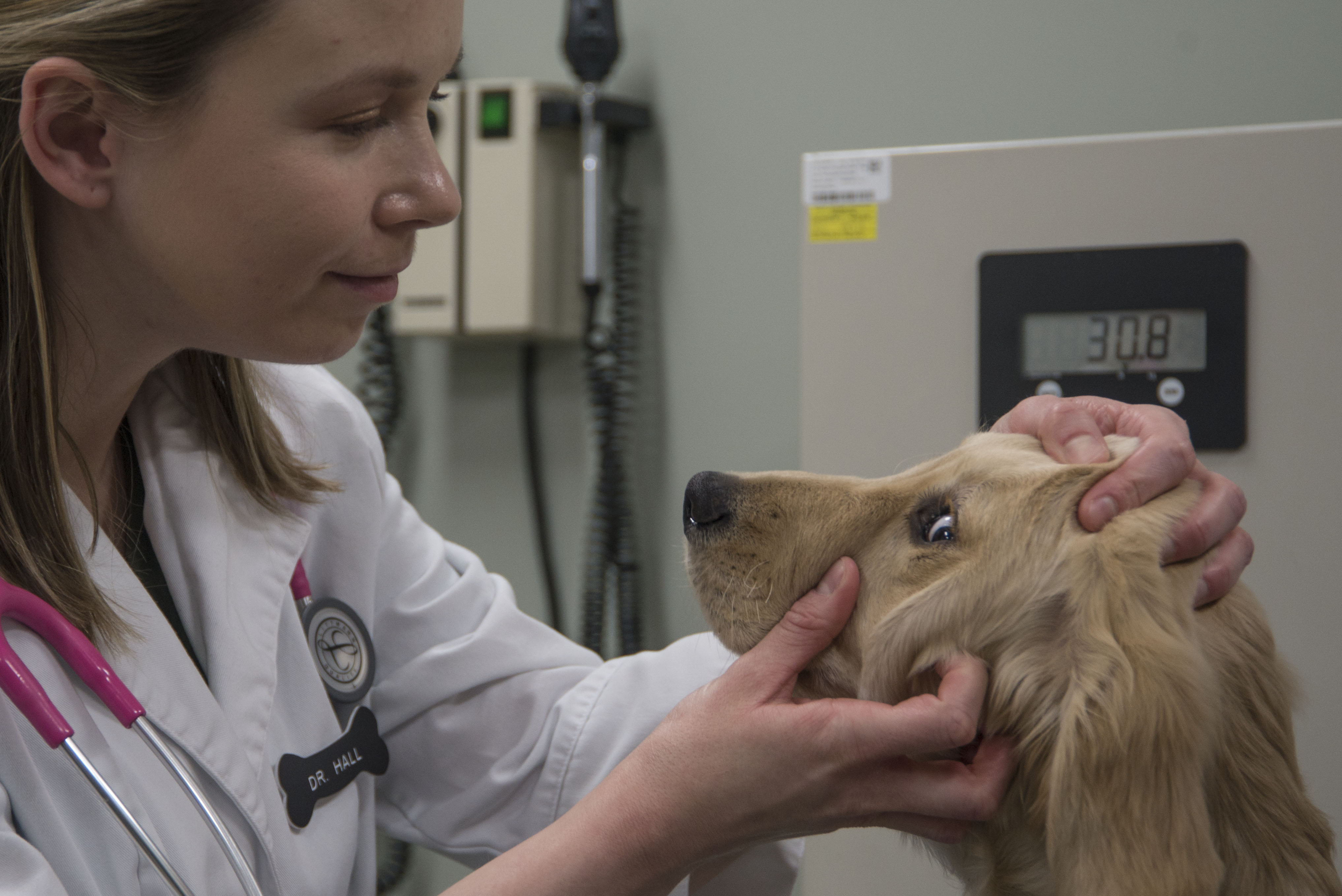 Vet Clinic Helps Make Happy Healthy Pets Scott Air Force Base