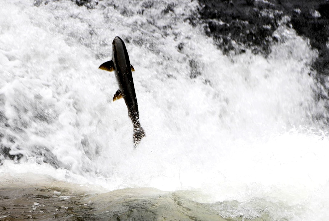 A salmon leaps out of the water to overcome an underwater obstacle on its way up the North Santiam River near Big Cliff Dam, Ore., July 7, 2011. Salmon navigate up rivers and tributaries to native spawning grounds but sometimes U.S. Army Corps of Engineers’ dams block their progress. The Corps remedied this for fish swimming upstream on the North Santiam River by constructing the Minto Adult Fish Facility in 2012. Now, the Corps can trap and haul these fish above Detroit Dam.
