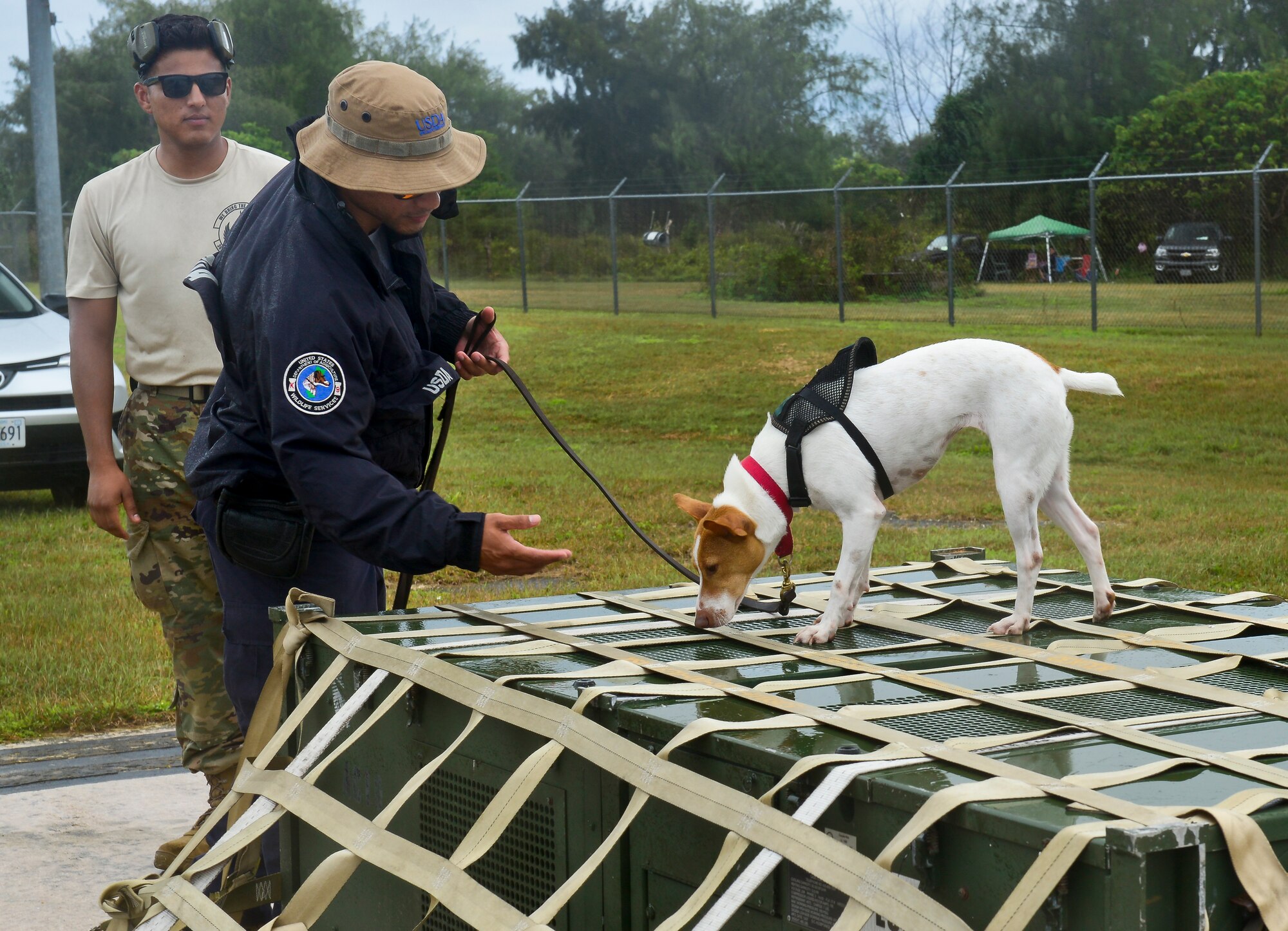A U.S. Department of Agriculture Brown Tree Snake detector dog sniffs at a cargo load during exercise COPE NORTH 2018 at Rota, U.S. Commonwealth of the Northern Mariana Islands, Feb. 17. An annual exercise, this year's COPE NORTH is a multilateral HA/DR exercise that allows participating nations to prepare for and recover from the devastating effects of natural disasters. (U.S. Air Force photo by Airman 1st Class Christopher Quail)