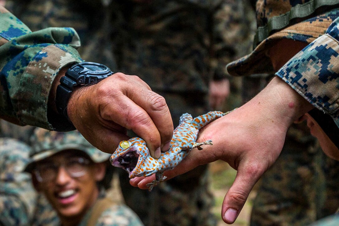 Marines observe and touch a jungle gecko.