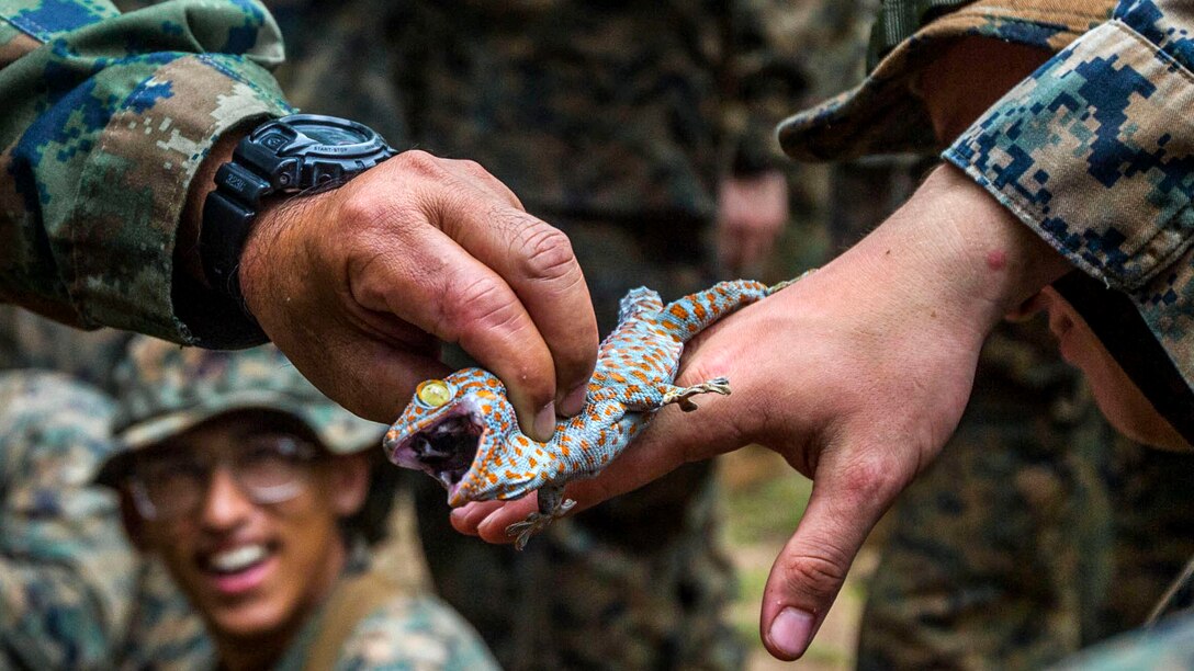 Marines observe and touch a jungle gecko.